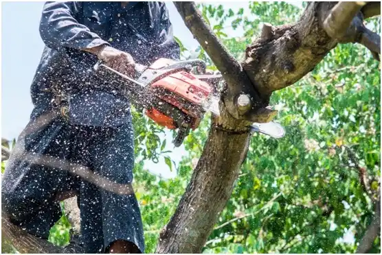 tree services Salem Lakes